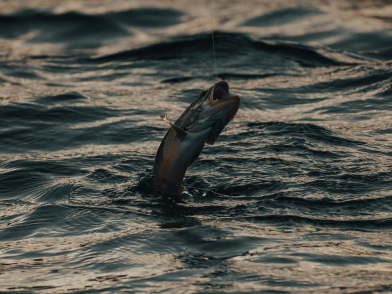 fishing turkey
